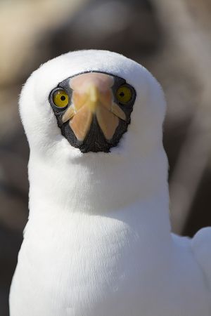 Genovesa Island, Galapagos 170.jpg